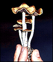 Psilocybe cyanescens17.gif